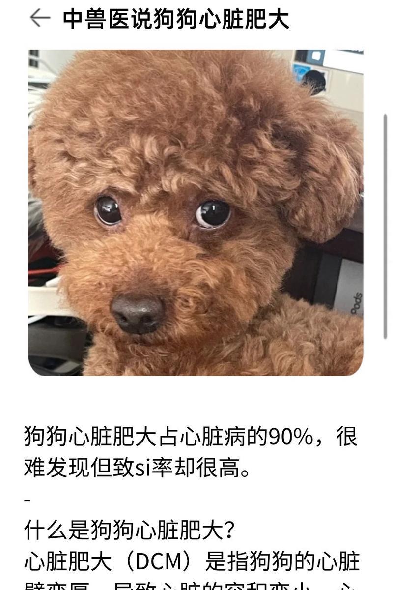 狗狗心脏病的症状及治疗方法（详解狗狗心脏病的常见症状和有效治疗方法）