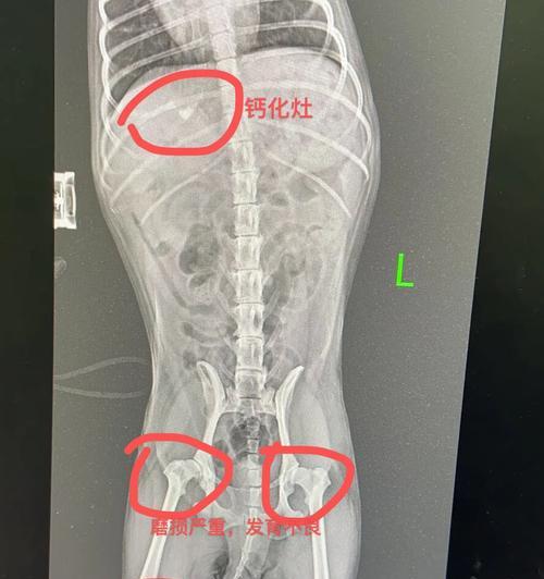 宠物狗是否会携带弓形虫？（了解狗狗弓形虫检查费用及预防方法）