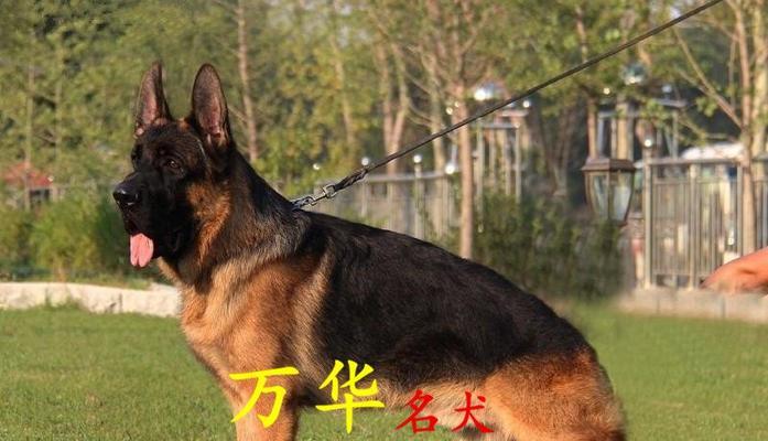 德国牧羊犬幼犬体重参考表及（年龄、公犬重量、母犬重量、生长规律）