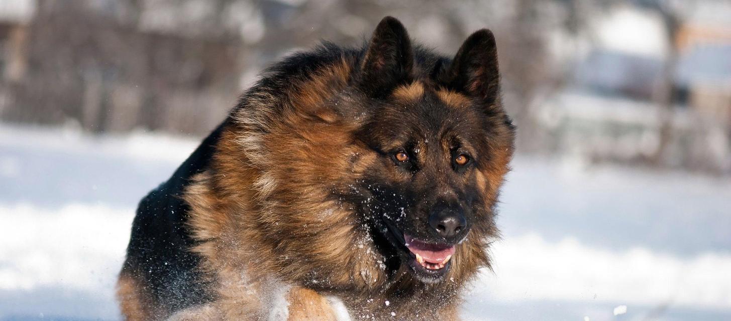 德国牧羊犬的成长历程（从幼崽到老年，德国牧羊犬的各个阶段）