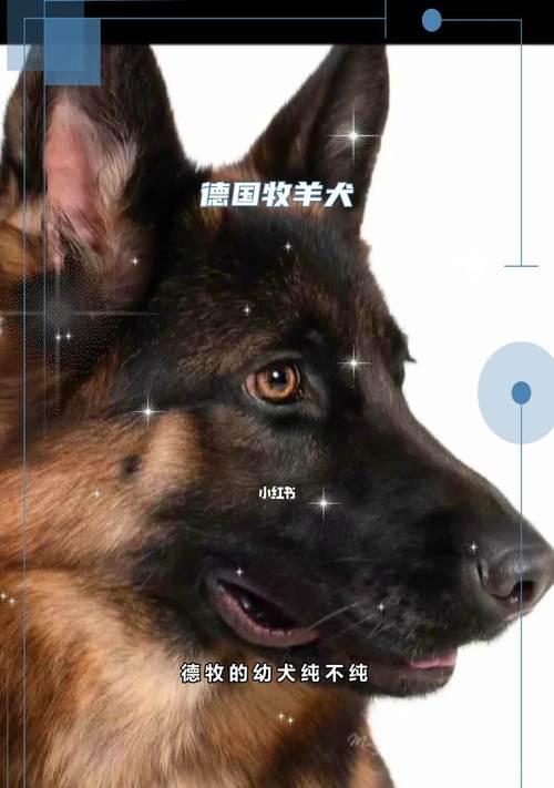 德国牧羊犬饲养注意事项（为您的德国牧羊犬提供健康饮食和适当护理的关键）