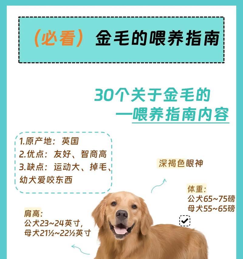 夏季饲养金毛犬的6大攻略（新手宠主速看！金毛犬夏季饲养要点揭秘）