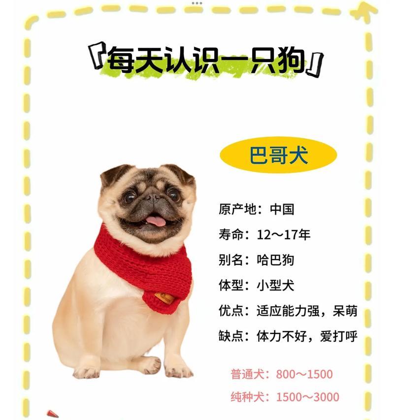 中国之犬（深入了解以巴哥犬的历史、特点与魅力）