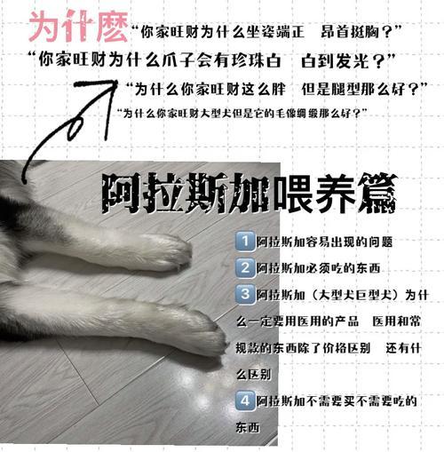 大型犬养不得？以阿拉斯加为例，专注安全养殖（挑战自我，守护安全，为阿拉斯加寻找幸福）