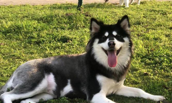 阿拉斯加犬的饮食需求及年龄因素影响（了解阿拉斯加犬的食量与年龄之间的关系）