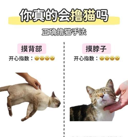 如何帮助猫恢复食欲（探索有效的方法让你的猫重新拥有食欲）