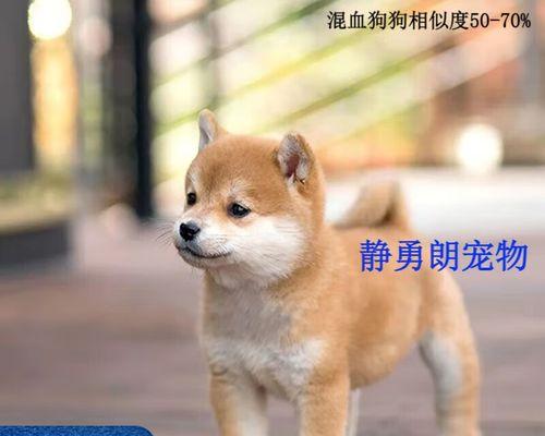 中华田园犬和日本柴犬命运之差