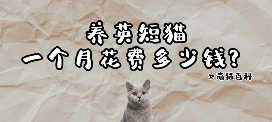 养猫到底要花多少钱？（探究养猫所需经济投入和成本分析）