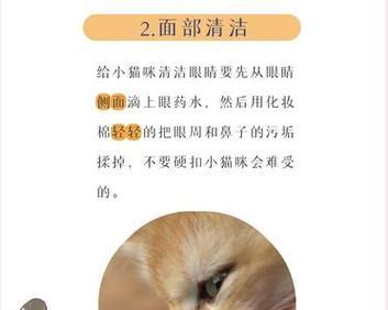 如何抚养小奶猫——保姆级教程（宠物爱好者必备，全面指南让你成为小奶猫专家）