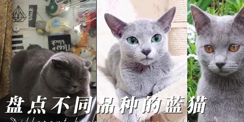 盘点七种不常见的蓝猫品种（探索七种独特蓝猫品种的神秘之美）