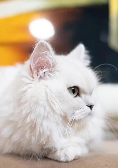 金吉拉猫的饲养指南（了解金吉拉猫的珍贵价值及正确饲养方法）