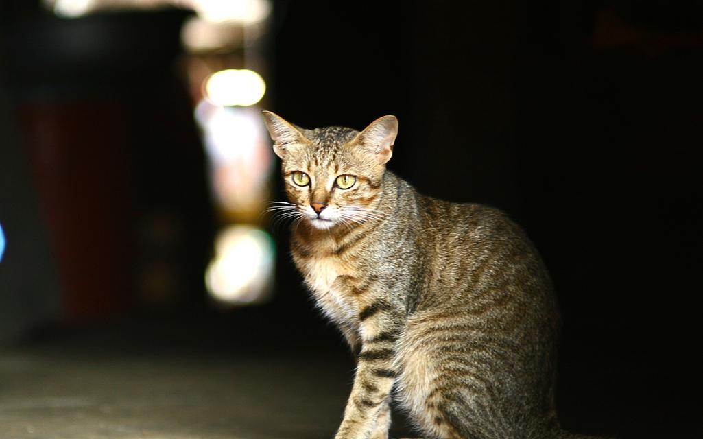 猫咪的老年时期（探索猫咪何时步入老年，以及老年期的相关注意事项）