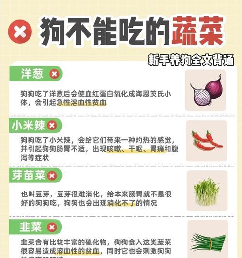 不可忽视的8种危害狗狗健康的喂食方式（你还在这样喂狗吗？快来了解这些危害吧！）