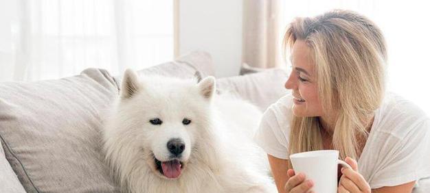 打造幸福萨摩耶犬生活的饲养方式（关爱与陪伴，建立与萨摩耶犬的深厚情感纽带）