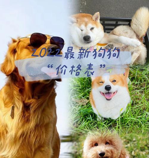 2022年最受欢迎的昂贵犬种（揭秘世界上最受追捧的高端犬种，让你了解昂贵犬种的背后）