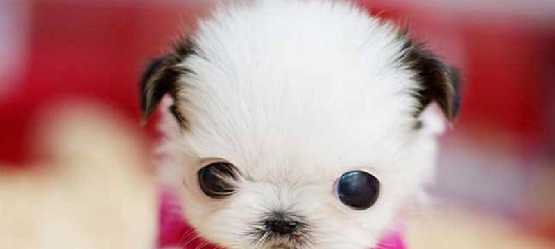 茶杯犬的残酷培养过程（探索茶杯犬背后的残忍实质，呼吁停止支持此类商业活动）