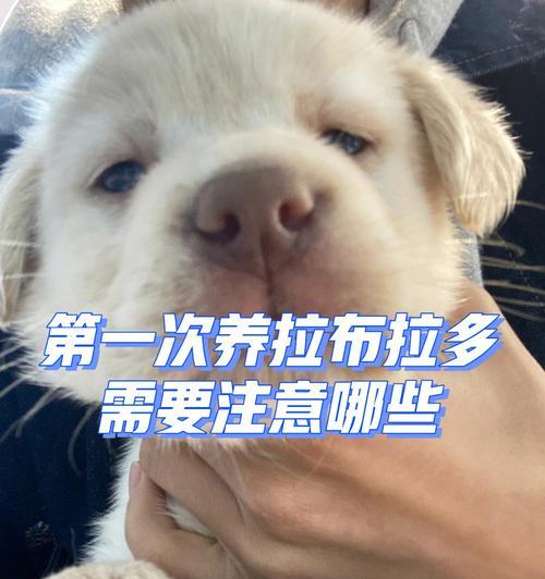 拉布拉多犬（聪明可爱的宠物伴侣，适合家庭生活）