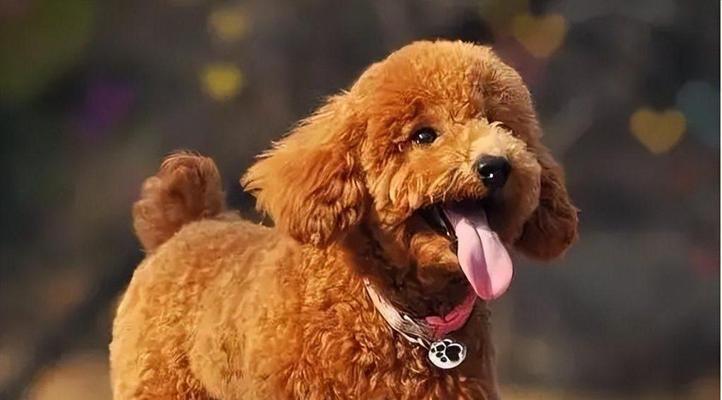 泰迪犬价格的解析（泰迪犬价格是否高昂？一探究竟）