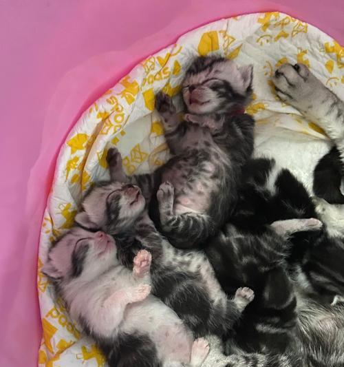 如何正确照顾小奶猫？（关键点让你成为贴心的猫奴）