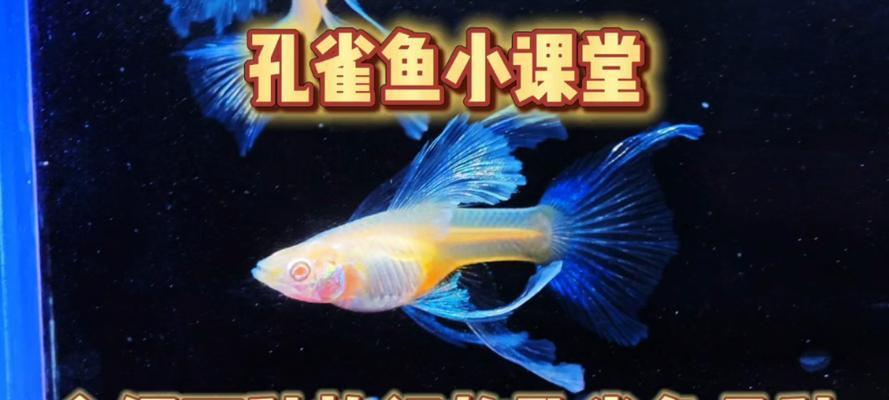 孔雀鱼饲养之道（以健康为重，大小鱼尽在掌握）