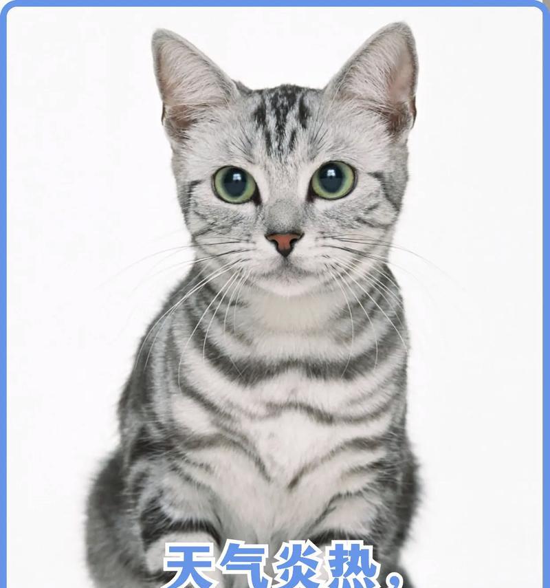 如何应对猫咪中暑？（有效方法和预防措施，）