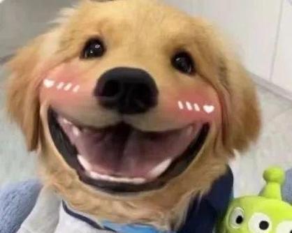 狗狗的发烧并非一定生病，但过低的体温更危险！（探讨狗狗发烧与体温过低的相关问题，）