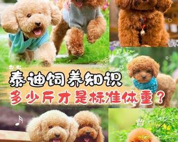 泰迪标准体重是多少斤？（原因和解决方法让泰迪长胖健康）