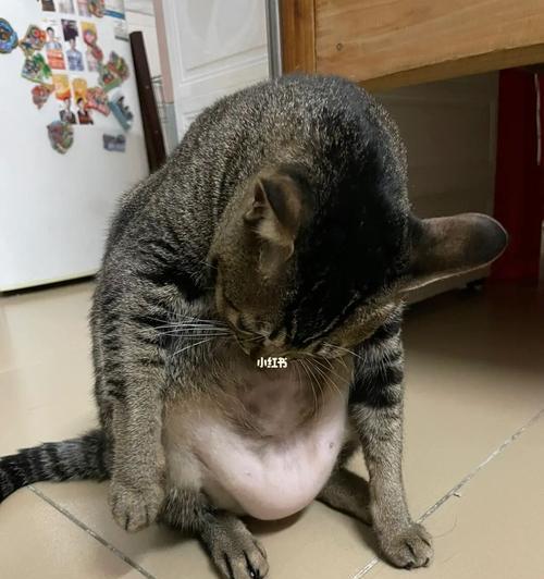猫咪的原始袋与其功能解析（揭秘猫咪原始袋的起源和作用）