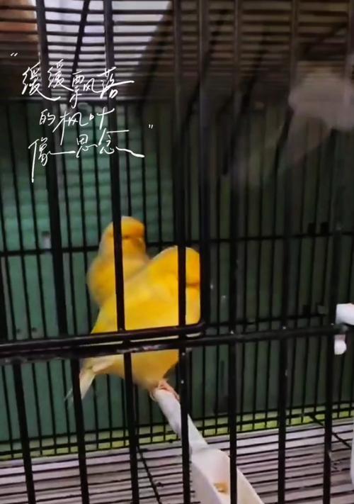 芙蓉鸟疾病的防治措施（保护芙蓉鸟健康，共建美丽生态环境）