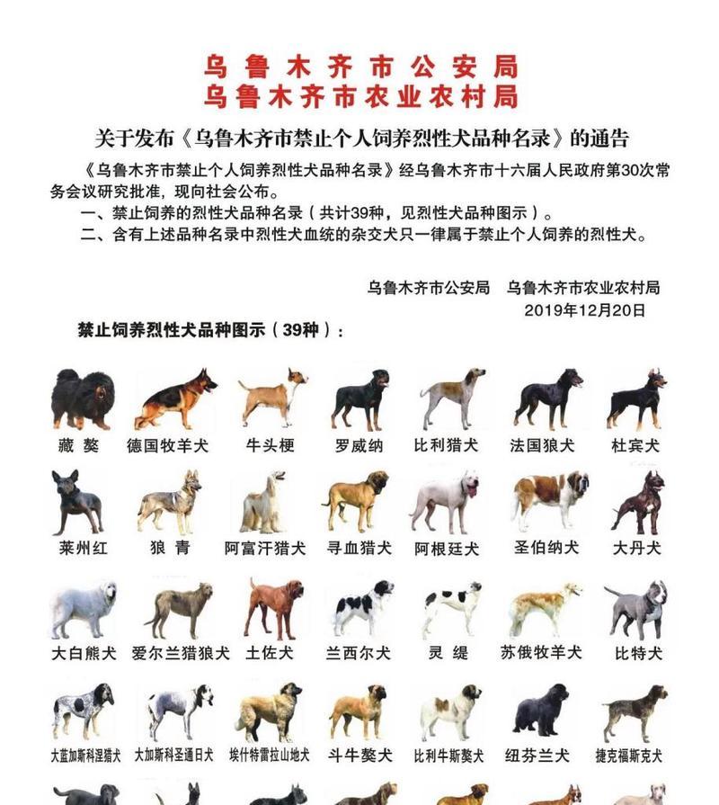 大白熊犬的正确饲养方法（打造快乐健康的大白熊伴侣）