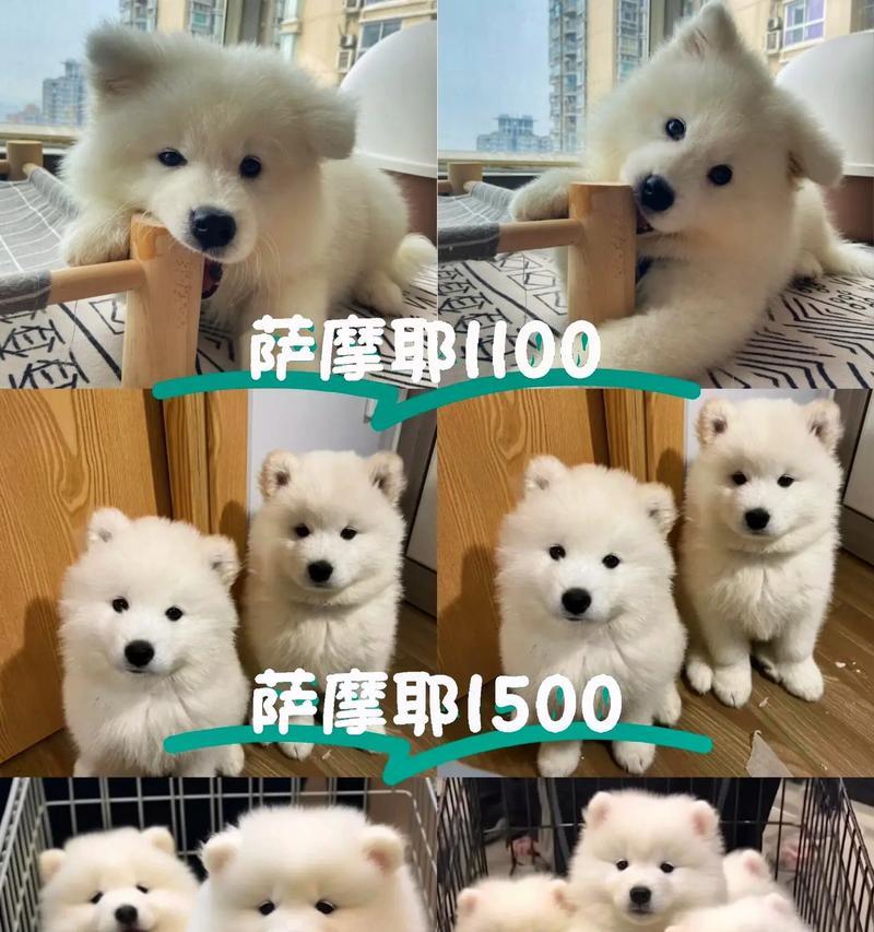 萨摩耶幼犬的科学喂养方法（了解5个月大萨摩耶犬的饮食需求，让它健康成长）