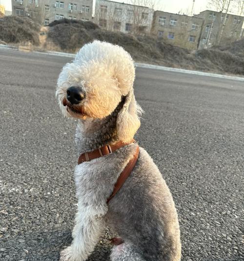 探寻沙色贝灵顿的名字之谜（揭秘沙色贝灵顿的命名含义与历史渊源）