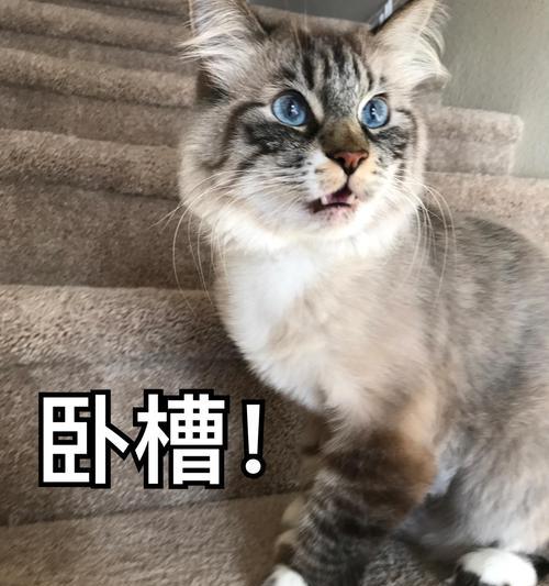 野猫狂叫的原因（探究野猫为何频繁发出响亮的叫声）