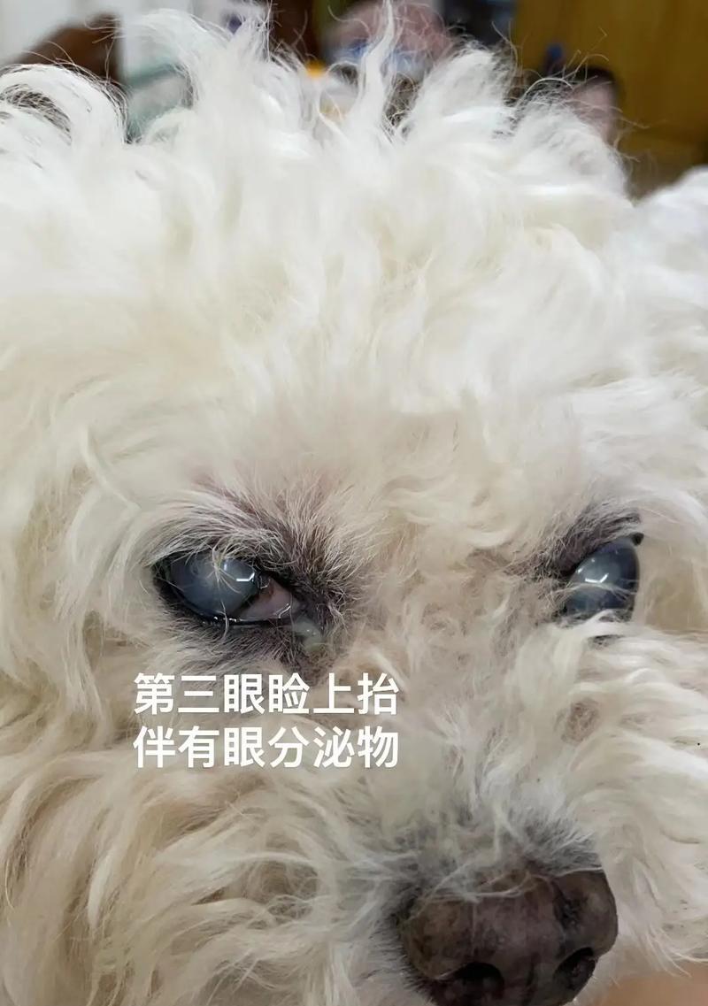 探讨比熊幼犬半夜总叫的原因（解析比熊幼犬夜间叫声的背后隐情）