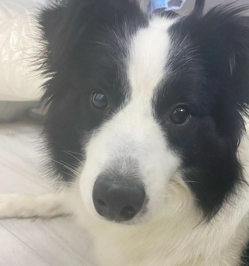 边牧犬成长过程中的体型变化（从小狗到成年犬，边牧什么时候开始变大？）
