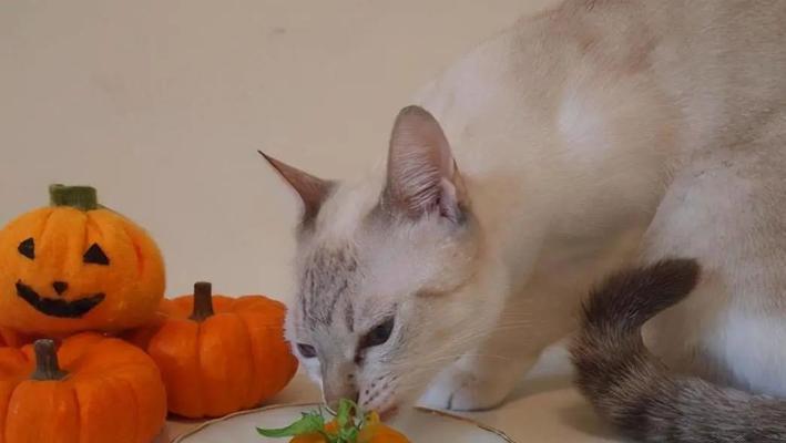 猫仔的饮食秘籍（猫仔的食谱大公开，让你的毛球宝贝吃得健康快乐）