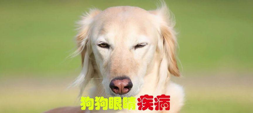 狗狗为什么喜欢吃眼屎？（探究狗狗喜欢吃眼屎的原因及应对方法）