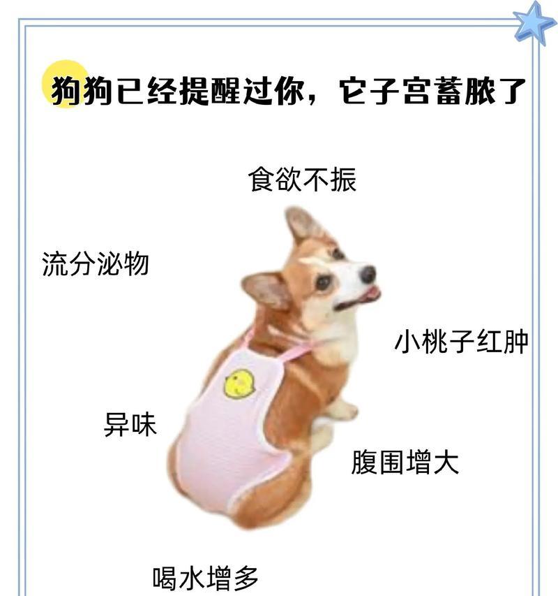 狗子宫蓄脓的原因及处理方法（探究狗子宫蓄脓的发生机制，给予正确处理以保护宠物健康）
