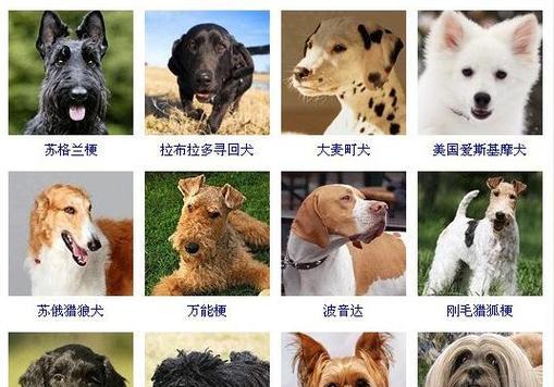 ChoosingthePerfectEnglishNameforYourBelovedDog（GuidelinesandInspirationforNamingYourFurryFriend）