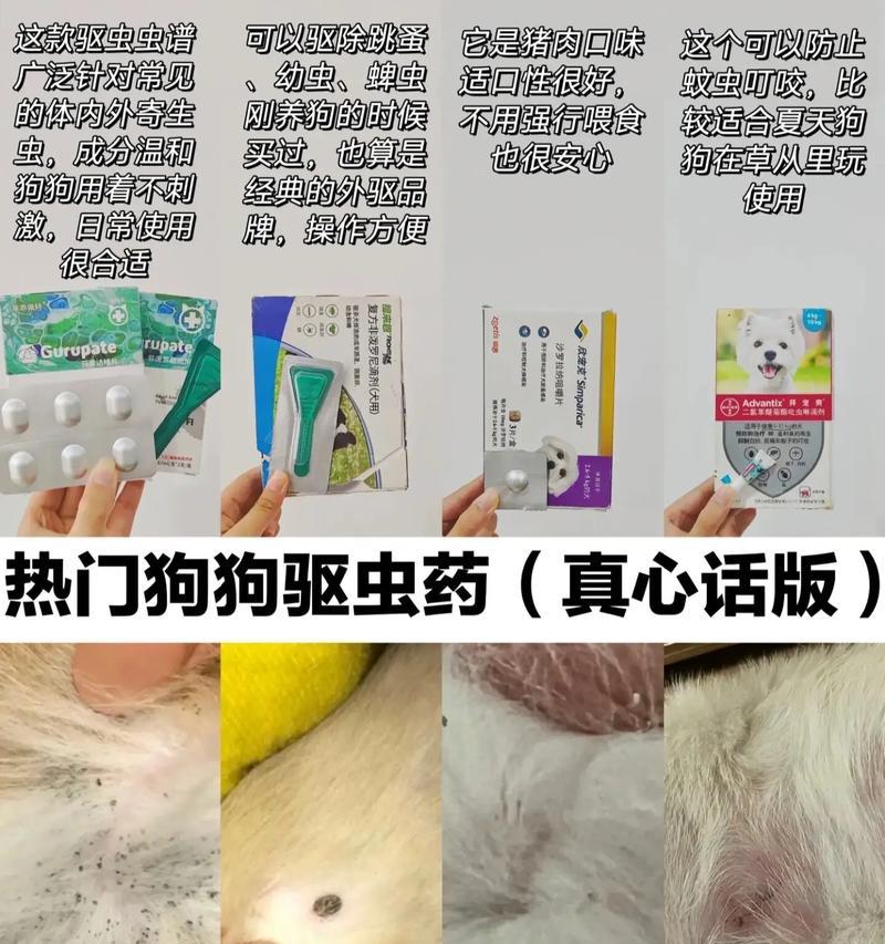 怀孕狗狗的驱虫药选择指南（保护未出生宝宝健康的关键措施）