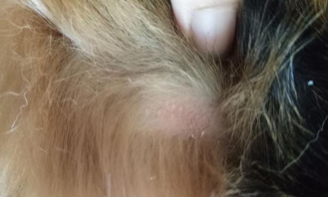 宠物狗呕吐的常见病因和应对方法（探寻宠物狗呕吐的原因以及有效的处理方法）