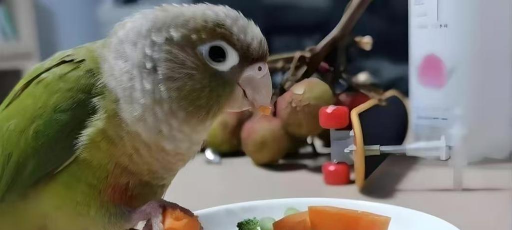 鹦鹉鱼的理想食物（如何为鹦鹉鱼提供营养均衡的饮食？）