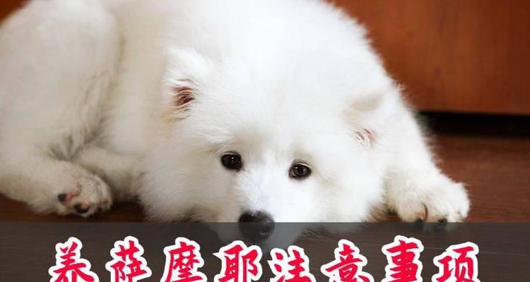 养萨摩需要注意的重点（了解萨摩的性格与需求，给予合适的照顾）
