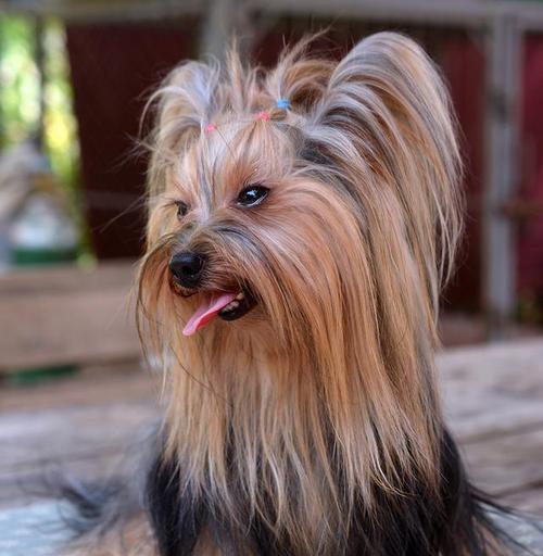 揭秘阿富汗猎犬的饮食喜好（探索阿富汗猎犬喜欢吃什么的秘密）