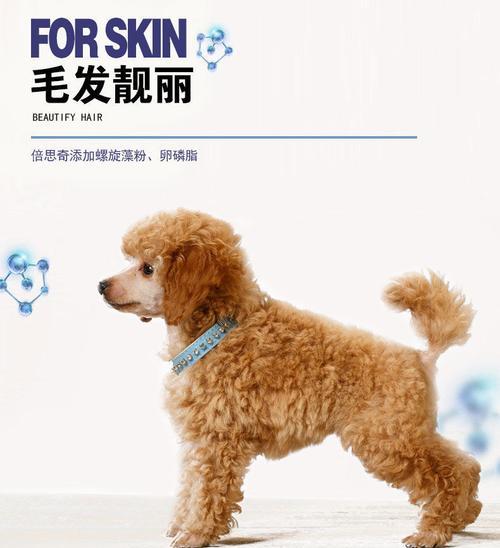泰迪宠物狗的营养需求与饮食建议（让你的泰迪健康成长，从合理饮食开始）