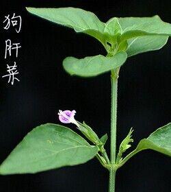 探究吃狗肝的好处（狗肝对人体健康的益处及食用建议）