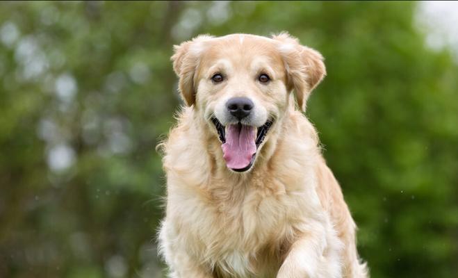 世界上最漂亮的大型犬有哪些？（探索大自然中的犬王之美）