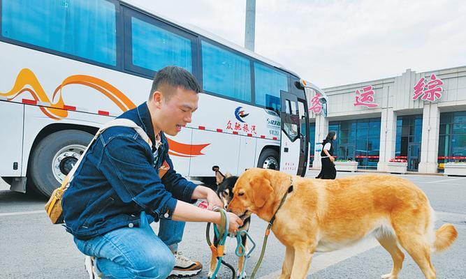 去机场接宠物的手续及注意事项（宠物接机手续、文书要求以及安全注意事项）