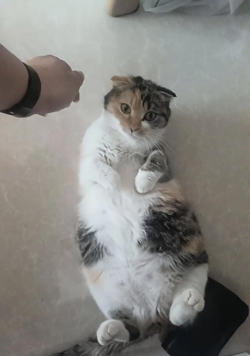 刚出去的小猫应该吃什么？（小猫健康成长的关键是饮食）