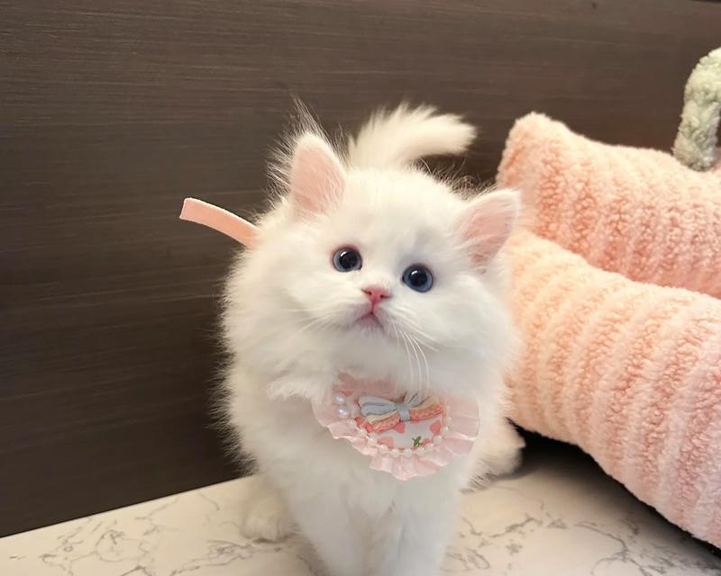 以蓝猫爪子为主题的神奇之旅（探索蓝猫爪子的奥秘，领略不一样的色彩世界）